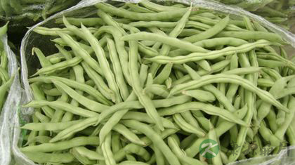 四季豆的营养价值_吃四季豆的好处
