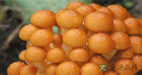 滑子菇的营养价值_吃滑子菇的好处 滑子菇的营养价值_吃滑子菇的好处