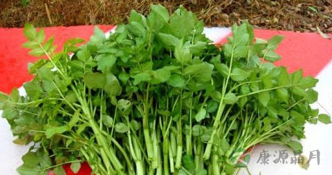 西洋菜豆芽能不能一起吃 西洋菜豆芽能不能一起吃