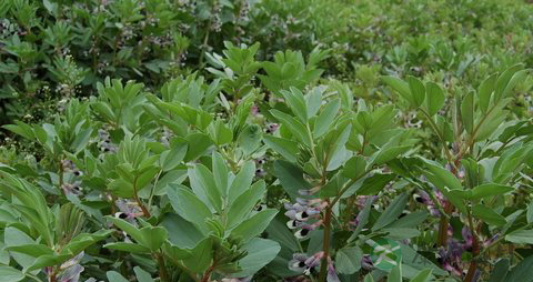 蚕豆的营养价值_吃蚕豆的好处 蚕豆的营养价值_吃蚕豆的好处