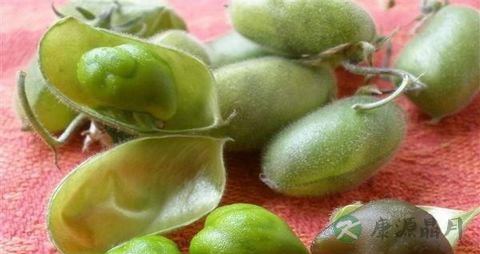 鹰嘴豆的营养价值_吃鹰嘴豆的好处 鹰嘴豆的营养价值_吃鹰嘴豆的好处