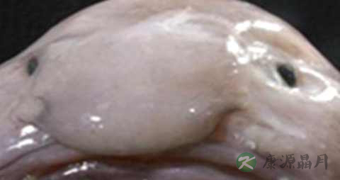 水滴鱼能吃吗 水滴鱼能吃吗