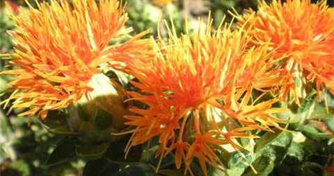 红花籽油怎么吃 红花籽油怎么吃