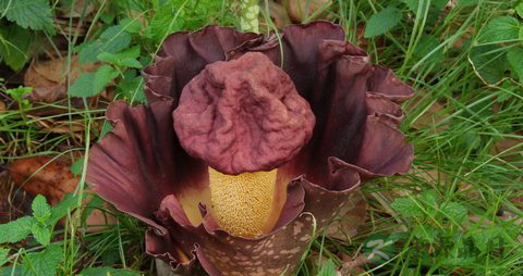 魔芋的营养价值_吃魔芋的好处 魔芋的营养价值_吃魔芋的好处