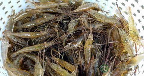 河虾的吃法_哪些人不能吃河虾 河虾的吃法_哪些人不能吃河虾