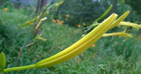 金针菜的营养价值_吃金针菜的好处 金针菜的营养价值_吃金针菜的好处