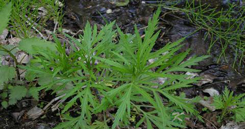 芦蒿的营养价值_吃芦蒿的好处 芦蒿的营养价值_吃芦蒿的好处