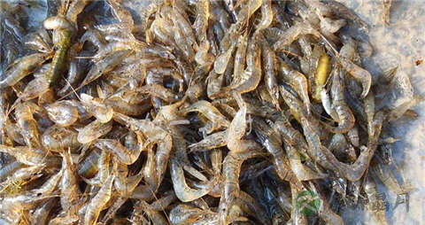 河虾的营养价值_吃河虾的好处 河虾的营养价值_吃河虾的好处