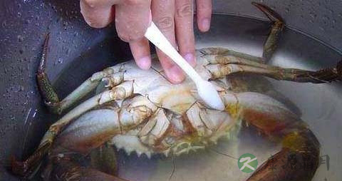 螃蟹怎么清洗 螃蟹怎么清洗
