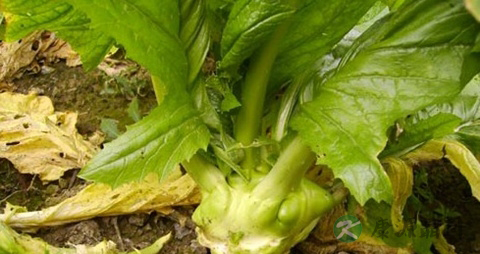 榨菜的营养价值_吃榨菜的好处