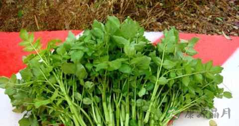 西洋菜好多肥料怎么洗 西洋菜好多肥料怎么洗