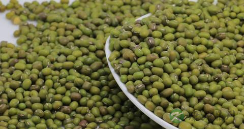 绿豆煮之前要泡吗 绿豆煮之前要泡吗