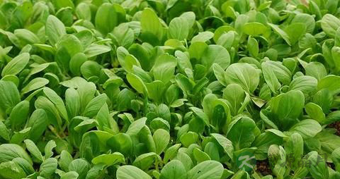 油菜的营养价值_吃油菜的好处 油菜的营养价值_吃油菜的好处