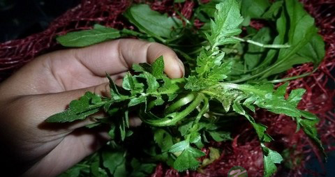 荠菜的营养价值_吃荠菜的好处 荠菜的营养价值_吃荠菜的好处