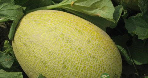 哈蜜瓜不能和什么食物一起 哈蜜瓜不能和什么食物一起