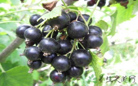 蓝莓干和黑加仑的区别 蓝莓干和黑加仑的区别