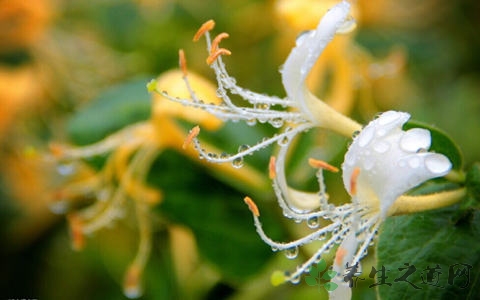 金银花茶的吃法_哪些人不能吃金银花茶 金银花茶的吃法_哪些人不能吃金银花茶