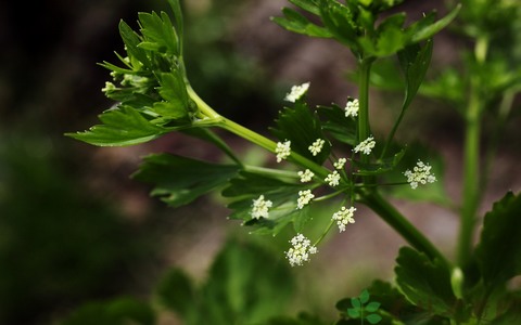 芹菜的营养价值_吃芹菜的好处 芹菜的营养价值_吃芹菜的好处