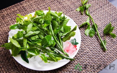 西洋菜要怎么洗 西洋菜要怎么洗