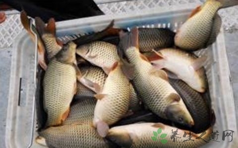 鲫鱼怎么吃最有营养