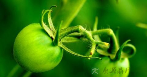 番茄鸡蛋汤用什么锅 番茄鸡蛋汤用什么锅