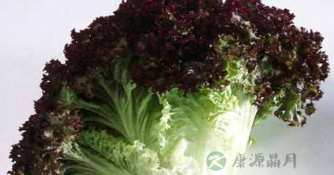 红叶生菜可以炒着吃吗 红叶生菜可以炒着吃吗