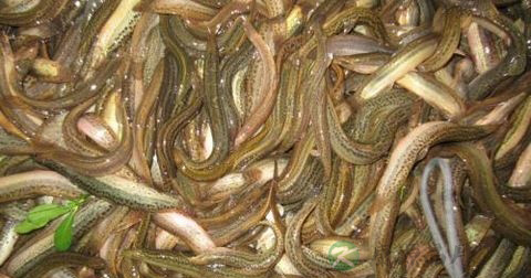 煲泥鳅汤冷水还是热水