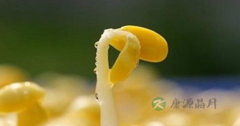 做油发豆莛放什么调料 做油发豆莛放什么调料