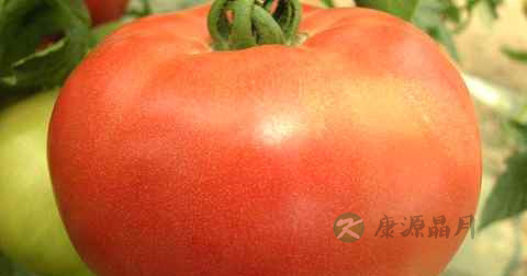 西红柿可以炒腐竹吗 西红柿可以炒腐竹吗