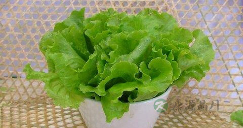 炒生菜能放蚝油吗 炒生菜能放蚝油吗