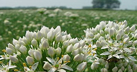 韭菜花炒蛋用什么油 韭菜花炒蛋用什么油