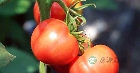 西红柿可以炒腐竹吗 西红柿可以炒腐竹吗