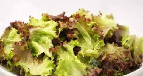 红叶生菜可以炒着吃吗 红叶生菜可以炒着吃吗