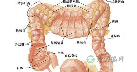 肠息肉 肠息肉