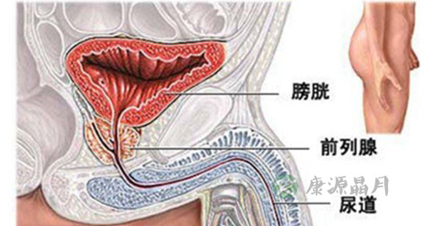 包皮过长