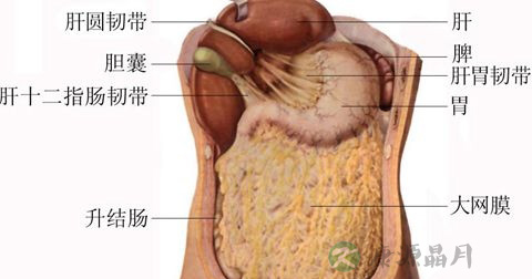 肠息肉 肠息肉