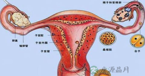 葡萄胎 葡萄胎