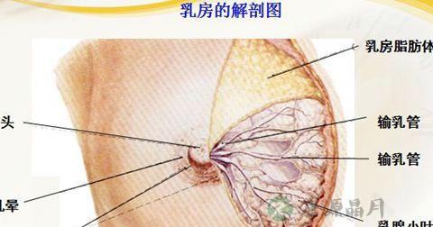 乳腺小叶增生
