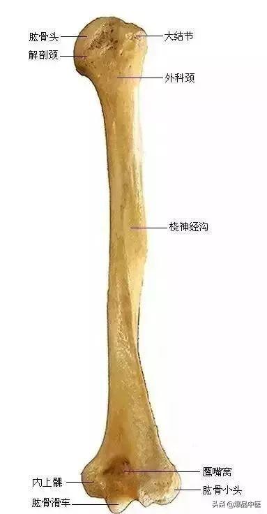 速记解剖歌诀——运动系统