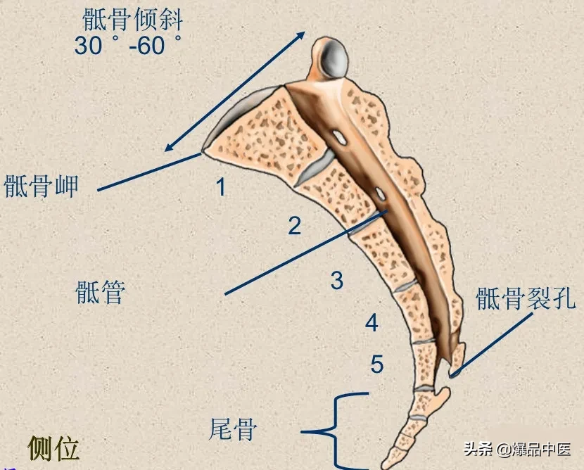 收藏了：脊柱超详细解剖，高清图文版