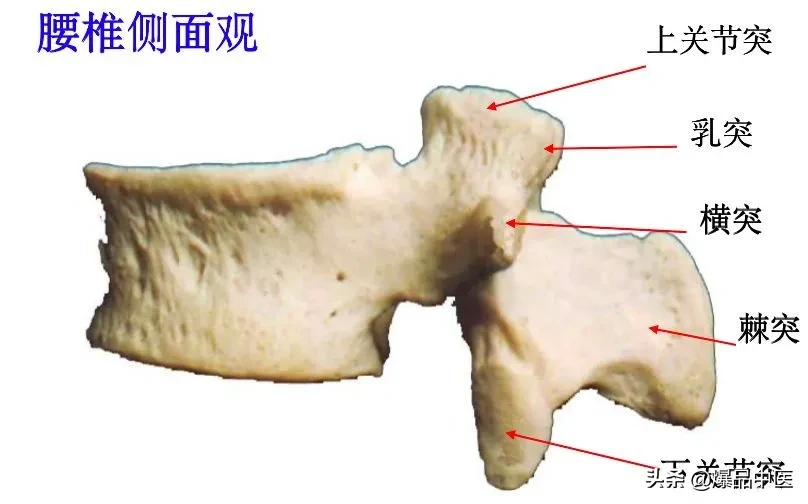 收藏了：脊柱超详细解剖，高清图文版