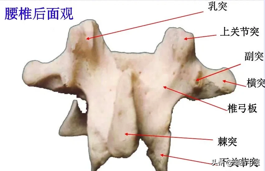 收藏了：脊柱超详细解剖，高清图文版