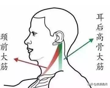 记住这三条筋,能治很多病