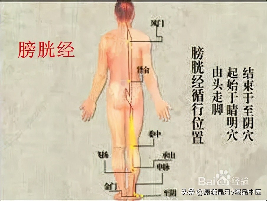背部膀胱经,人体最大的排毒通道