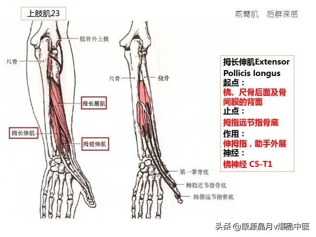 骨骼肌解剖速记手册,学霸们早已收藏