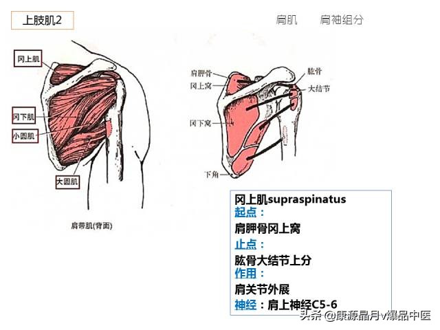 骨骼肌解剖速记手册,学霸们早已收藏