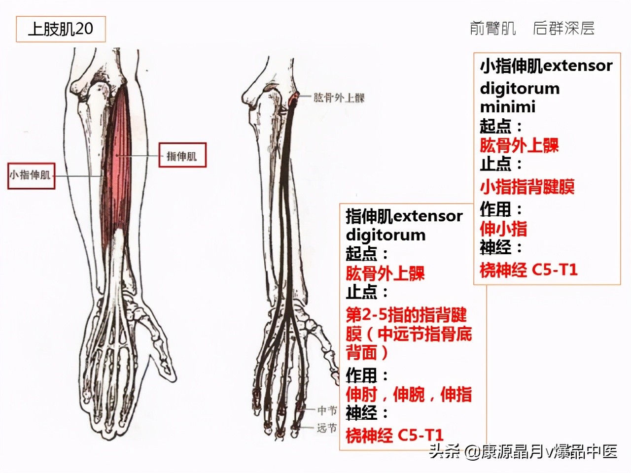 骨骼肌解剖速记手册,学霸们早已收藏