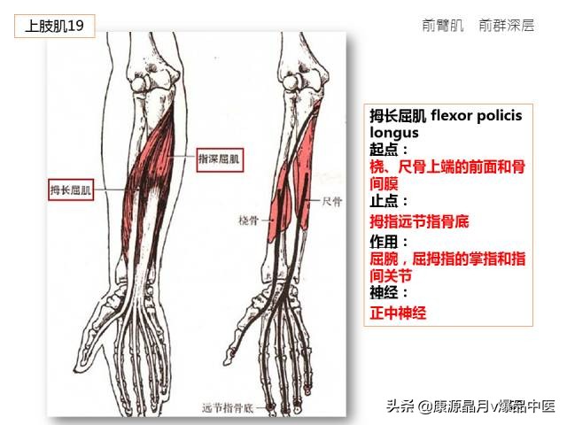 骨骼肌解剖速记手册,学霸们早已收藏