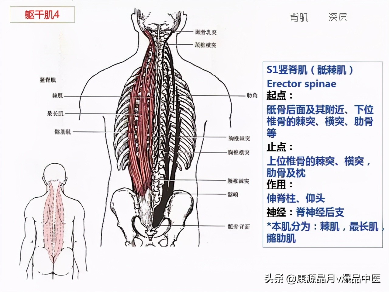 骨骼肌解剖速记手册,学霸们早已收藏