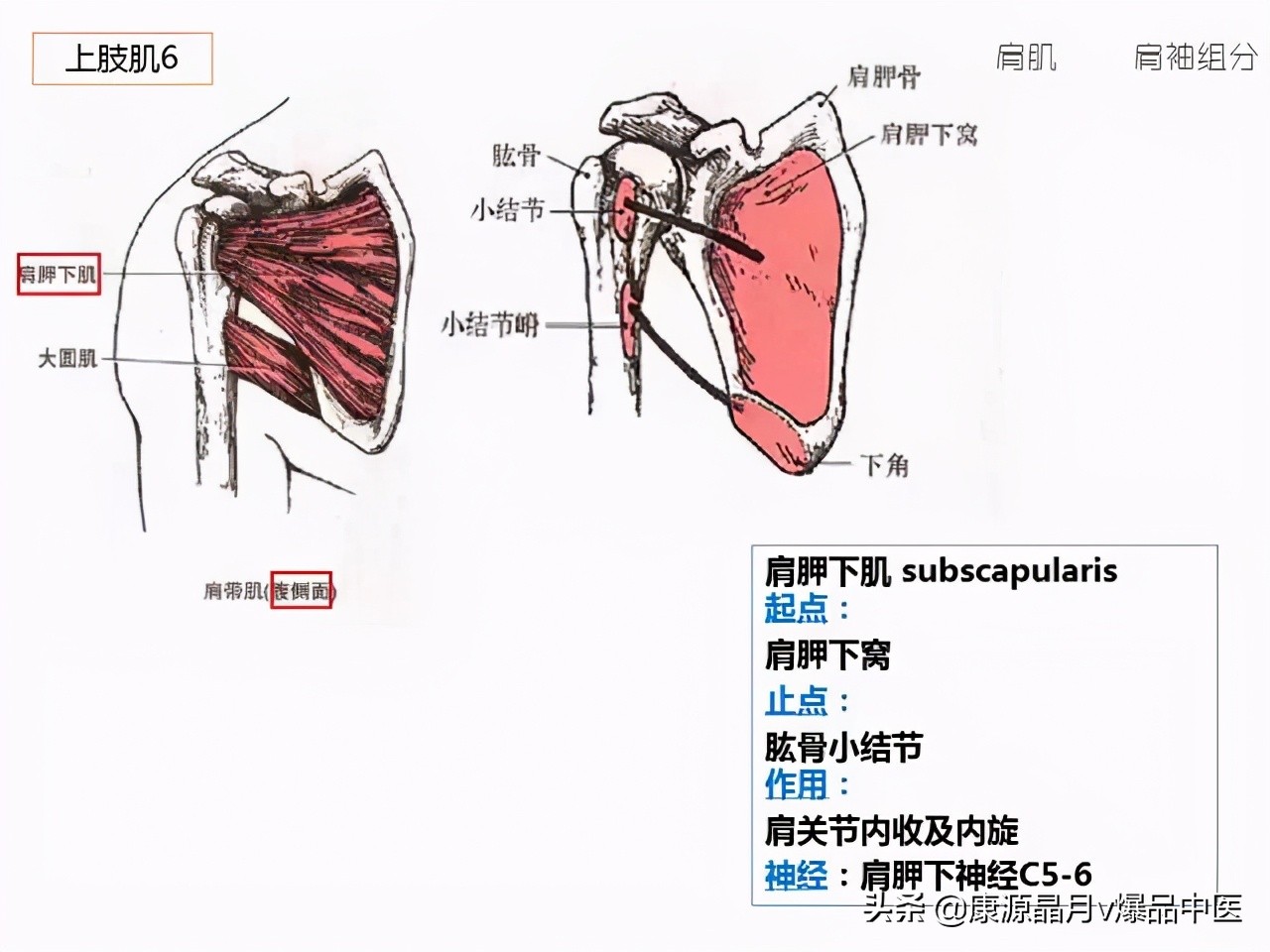 骨骼肌解剖速记手册,学霸们早已收藏